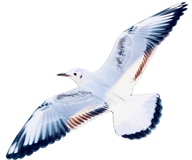 Intersail Club — dekoracja mewa